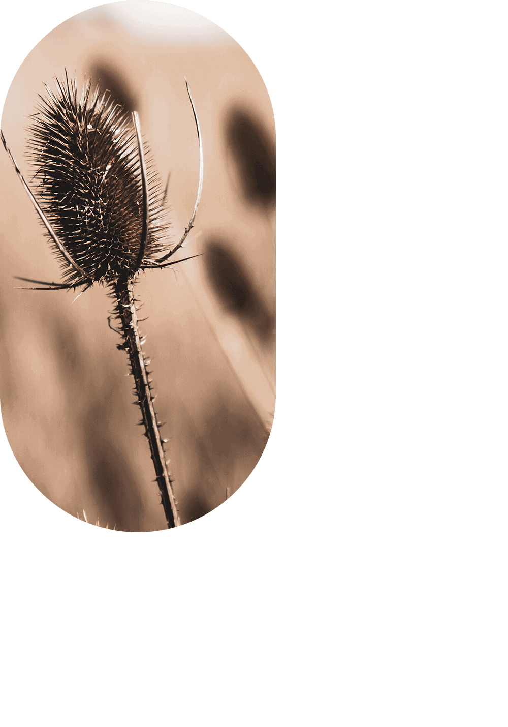 home_4-image_layers-1-1